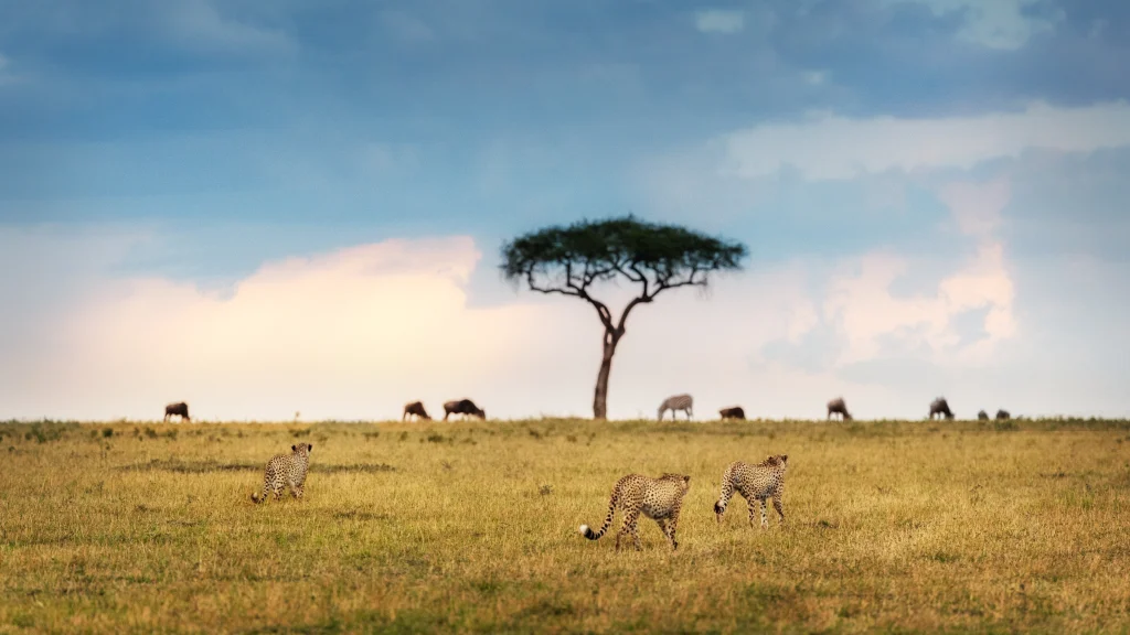 safari transfers