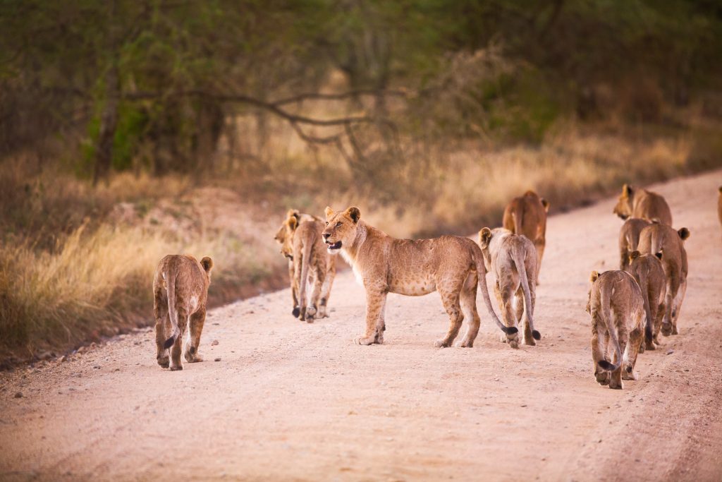 Johannesburg City Tours