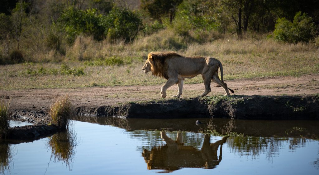 airport transfers south africa